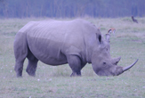 Rinoceronte a Nakuru